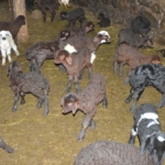 kuzu-dogumlari-kisin-zorlu-gectigi-erzurum-kirsalindaki-besicileri-sevindirdi-Oydg3XRV.jpg
