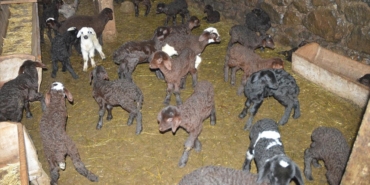 kuzu-dogumlari-kisin-zorlu-gectigi-erzurum-kirsalindaki-besicileri-sevindirdi-Oydg3XRV.jpg