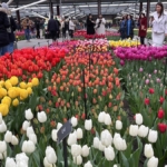 hollandada-dunyanin-en-buyuk-lale-bahcelerinden-keukenhof-75-kez-ziyarete-acildi-Vm18wGQf.jpg