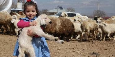kahramanmarasli-depremzede-besicilere-verilen-koyunlarin-ilk-kuzulari-dunyaya-geldi-e2TXnCXH.jpg