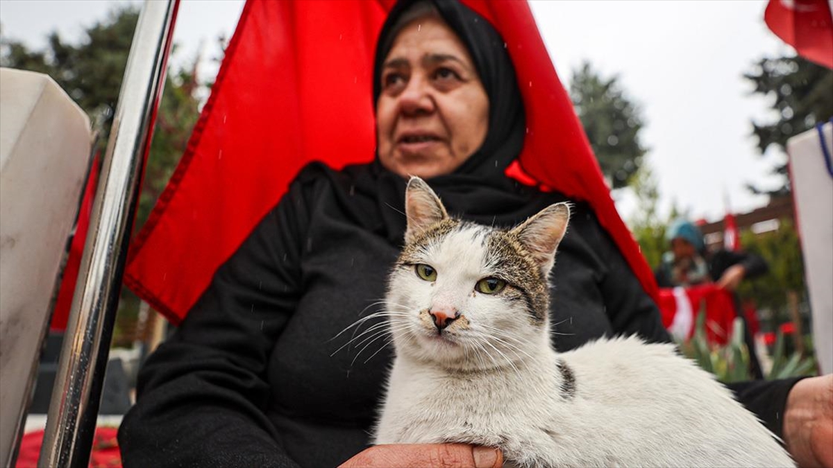 sehitlikten-ayrilmayan-kedi-ailelerin-teselli-kaynagi-oldu-WzCvHLkR.jpg