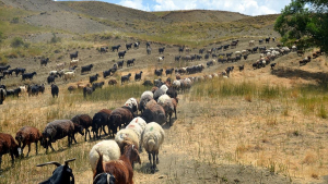 musta-gocerlerin-yayla-mesaisi-suruyor-N4nb1I5B.jpg