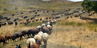 musta-gocerlerin-yayla-mesaisi-suruyor-N4nb1I5B.jpg