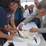 Sinop'ta 82 leylek yavrusu sağlık kontrolünden geçirilerek halkalandı