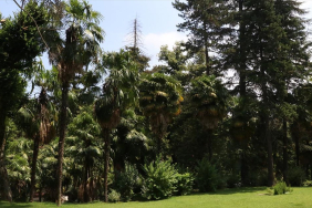 Türkiye'nin ilk arboretumu 66 tür ağaca ev sahipliği yapıyor